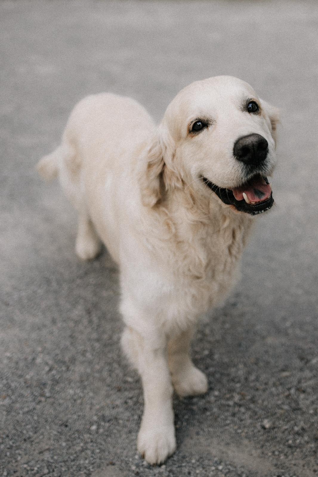 Freundlicher, heller Hund blickt in die Kamera